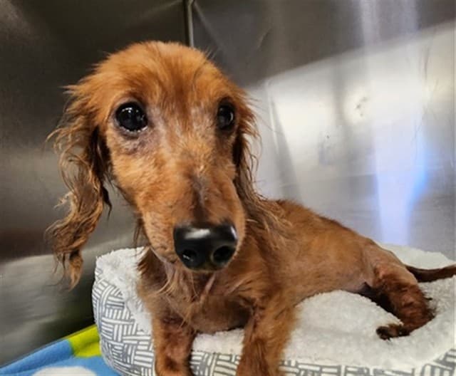 A5739511, a Dachshund, available for adoption