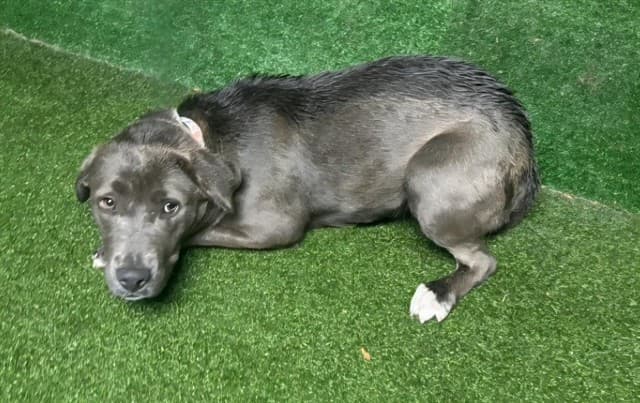 Zoey, a Pit Bull Terrier, available for adoption