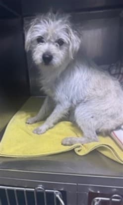 Eli, a Terrier, available for adoption