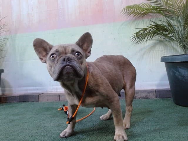 Luna, a French Bulldog, available for adoption