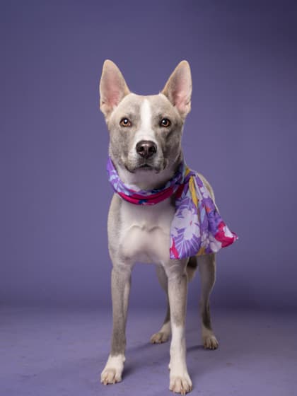 Egberto, a Terrier, available for adoption