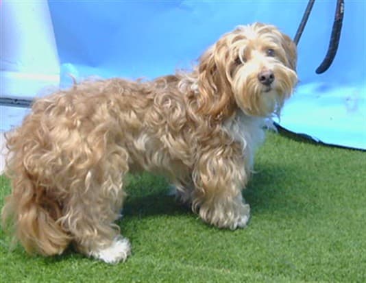 Beethoven, a Terrier, available for adoption