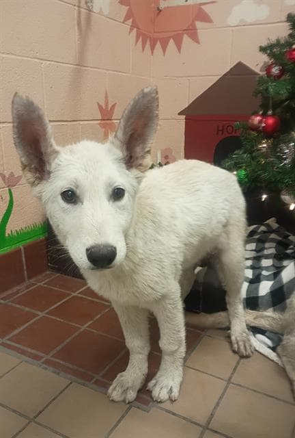 Nog, a German Shepherd, available for adoption