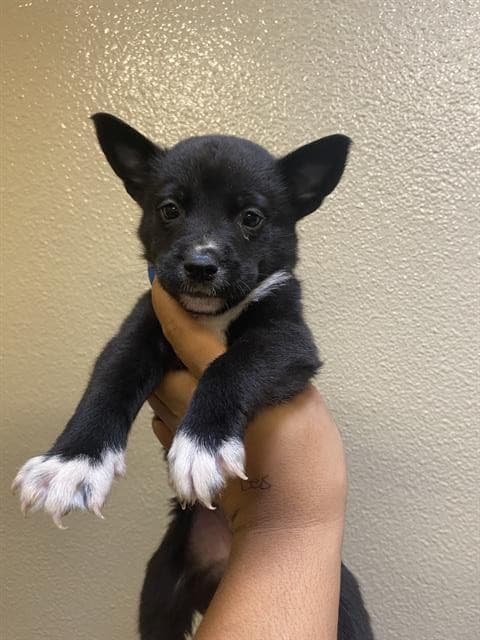 Mistletoe, a Border Collie, available for adoption