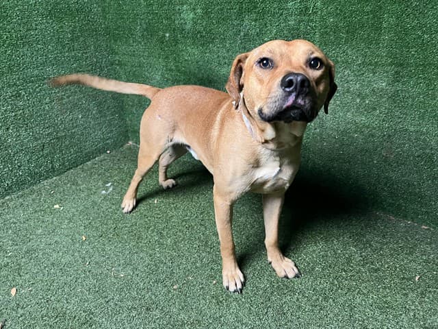 Butter, a Labrador Retriever, available for adoption