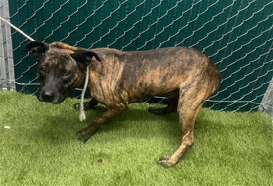 Tuco, a Pit Bull Terrier, available for adoption