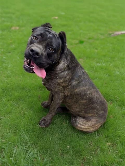 Kali, a Cane Corso Mastiff, available for adoption