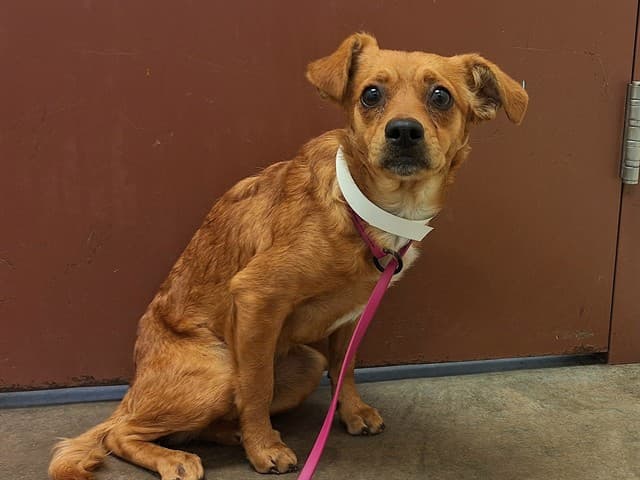 Thalia, a Chihuahua (mix breed), available for adoption