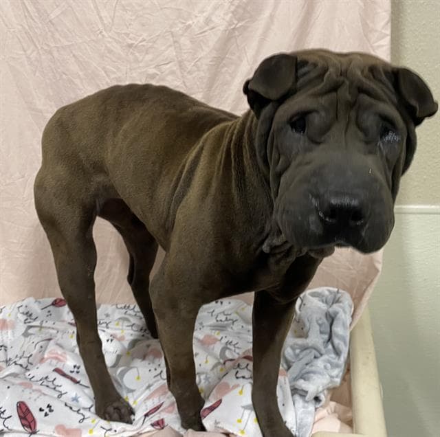 Lulu, a Shar Pei, available for adoption