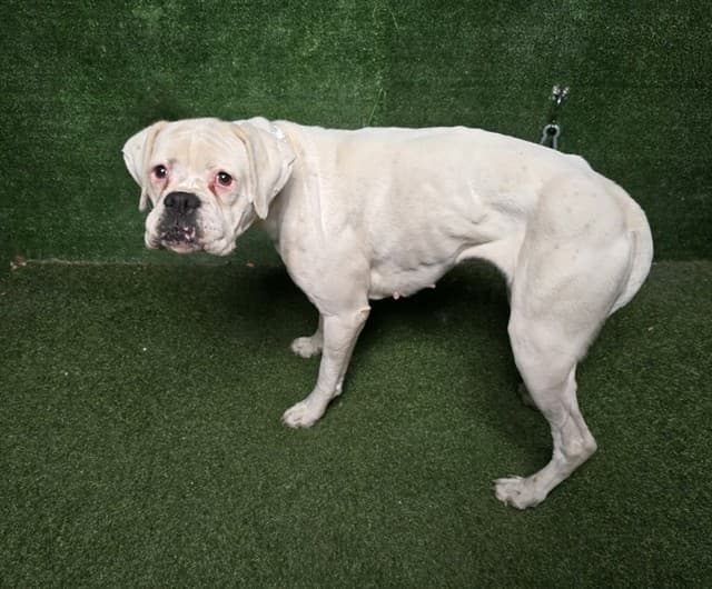 Sugar, a Boxer, available for adoption