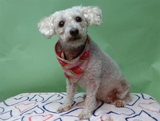 Lola, a Poodle, available for adoption