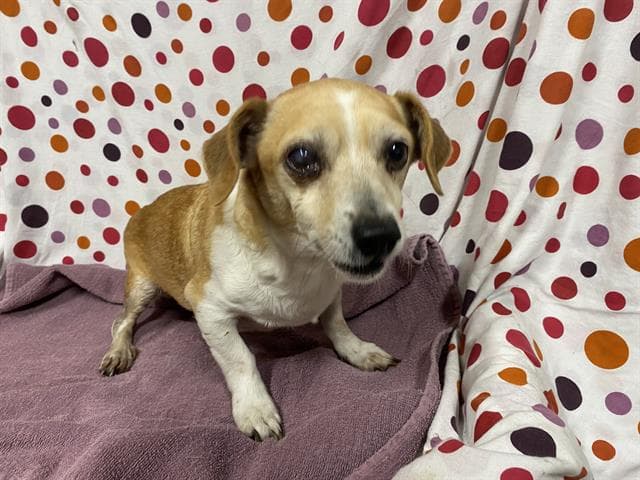 Fatboy, a Chihuahua, available for adoption