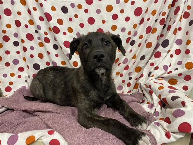 Billy, a Dutch Shepherd, available for adoption