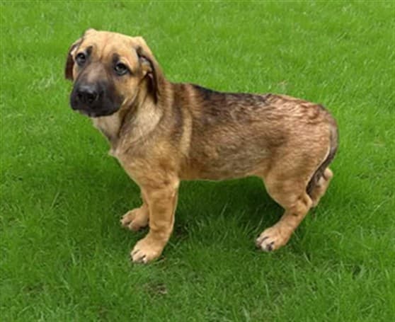 Winona, a Anatolian Shepherd, available for adoption
