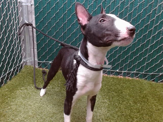 Chico, a Bull Terrier, available for adoption