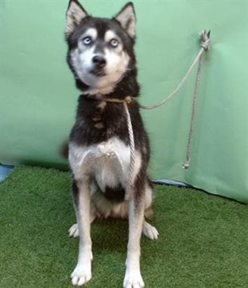 Sally, a Siberian Husky, available for adoption