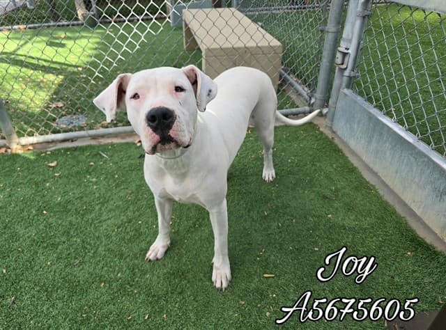 Loki, a Dogo Argentino, available for adoption