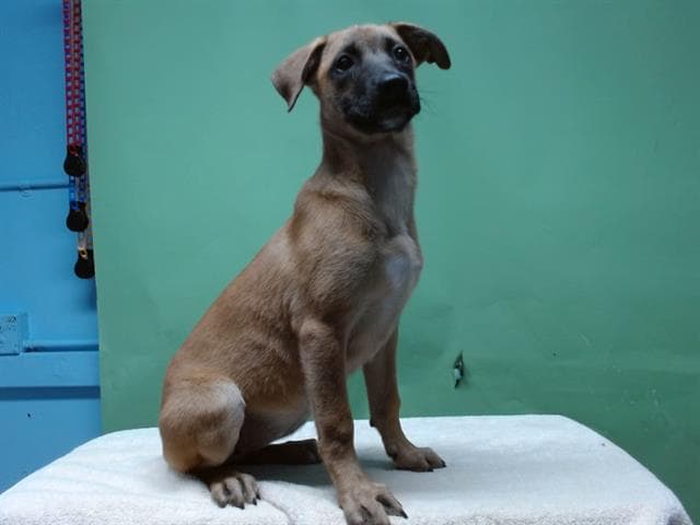 A5737546, a Belgian Shepherd Malinois, available for adoption