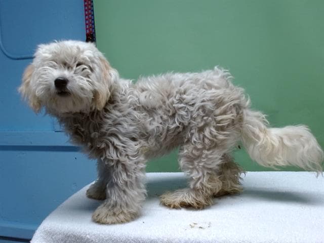 A5737548, a Maltese, available for adoption