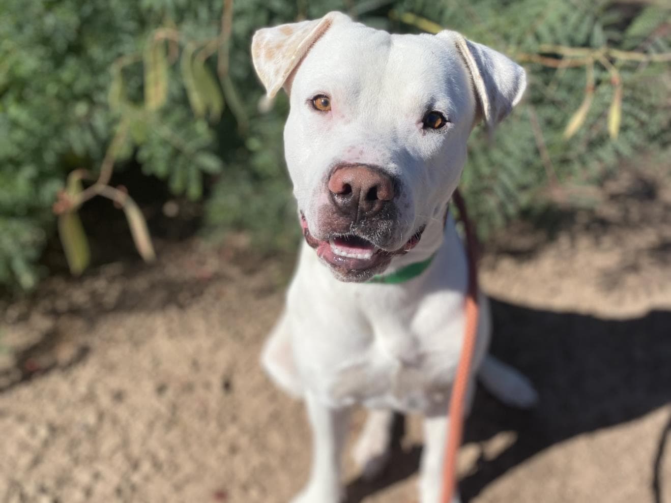 Pho, a Pit Bull Terrier, available for adoption