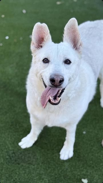 Malice, a Siberian Husky, available for adoption
