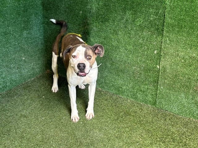 Maya, a Pit Bull Terrier, available for adoption