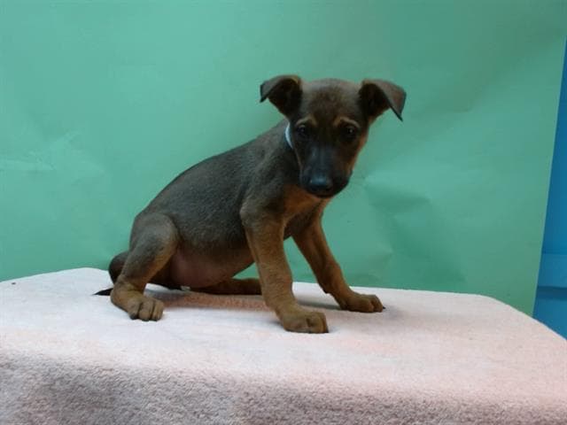 A5741108, a Doberman Pinscher, available for adoption