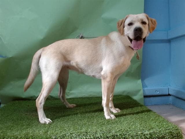 A5741070, a Labrador Retriever, available for adoption
