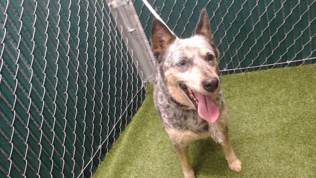 A5777070, a Australian Cattle Dog/Blue Heeler, available for adoption