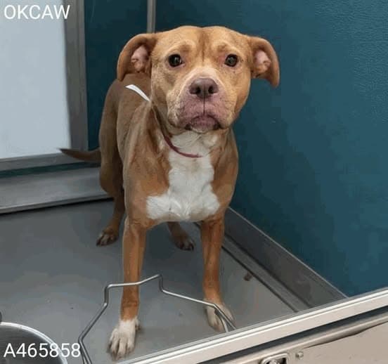 Theresa, a Pit Bull Terrier, available for adoption