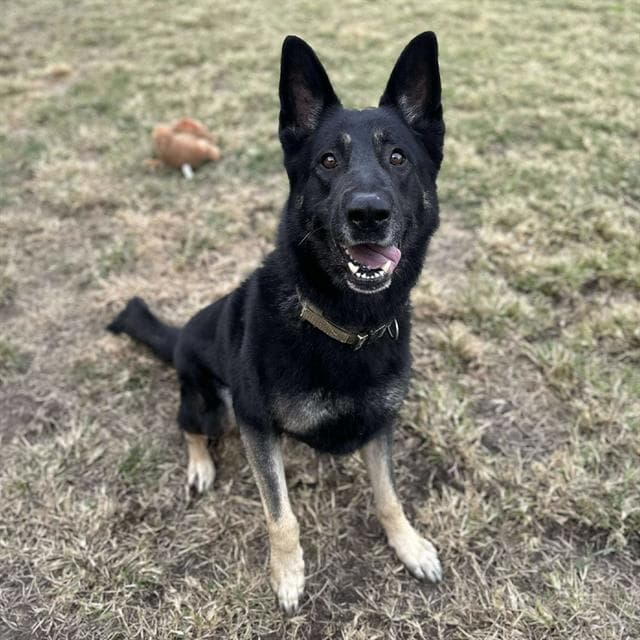 Thomas, a German Shepherd, available for adoption