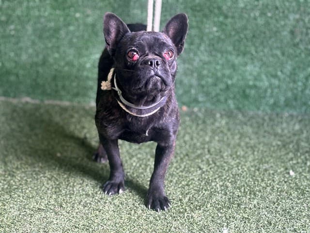 Milky Way, a French Bulldog, available for adoption