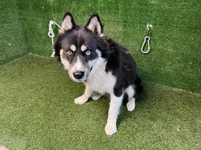 Bolt, a Siberian Husky, available for adoption