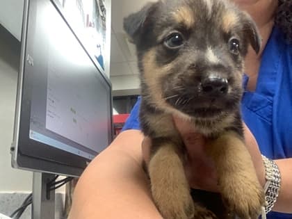 Jordan, a Shepherd, available for adoption