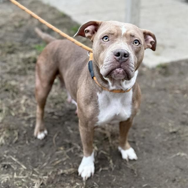 Blossom, a Pit Bull Terrier, available for adoption