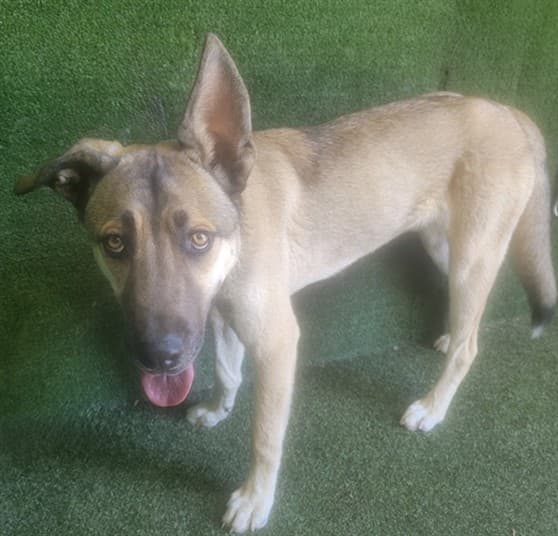 Jax, a German Shepherd, available for adoption