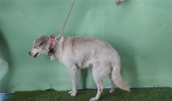 Nessa, a Chihuahua, available for adoption