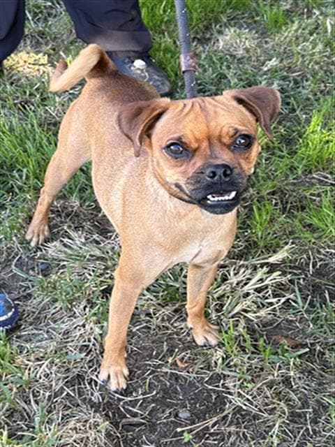 Herchel, a Pug, available for adoption