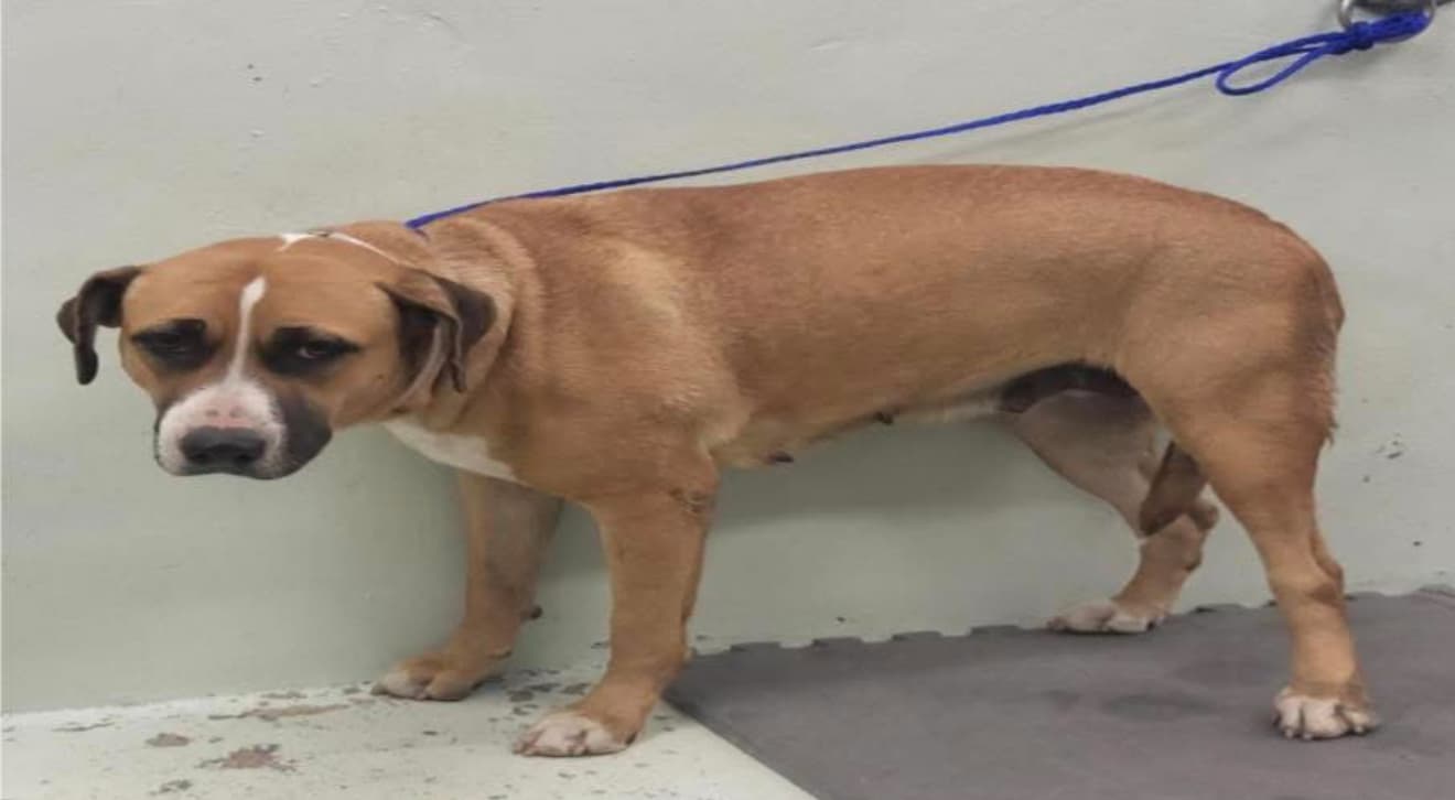 Mavis, a American Staffordshire Terrier, available for adoption