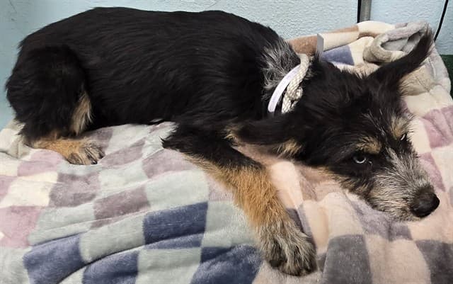 Dolly, a Terrier, available for adoption