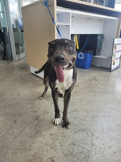 Broski, a Terrier, available for adoption