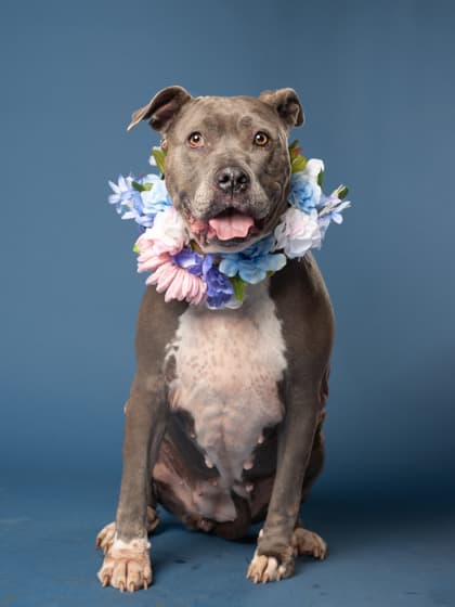 Penelope8, a Terrier, available for adoption