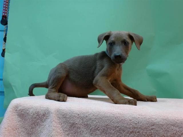A5741105, a Doberman Pinscher, available for adoption