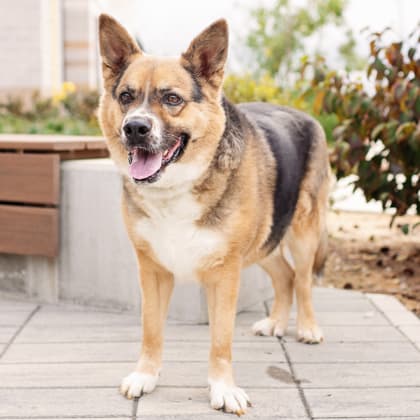 Hudson, a Terrier, available for adoption
