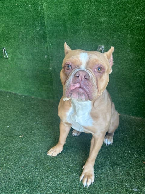Mirella, a French Bulldog, available for adoption