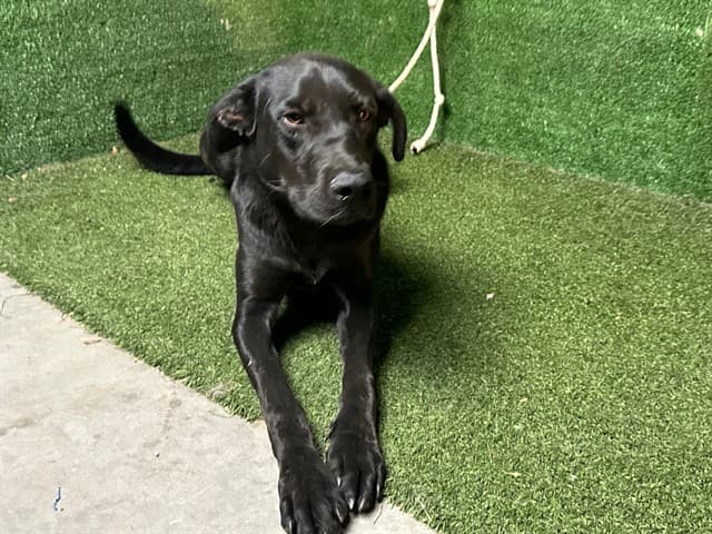 Krista, a Labrador Retriever, available for adoption