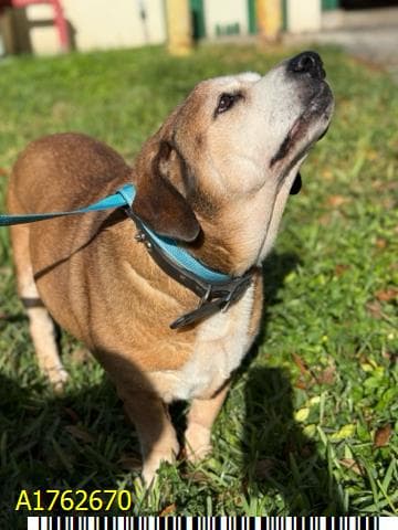 Sherlock, a Golden Retriever (mix breed), available for adoption