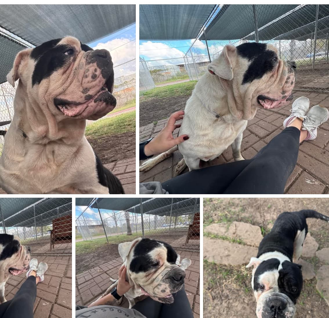A2045758, a American Staffordshire Terrier, available for adoption