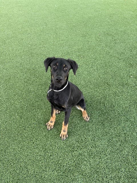 Dark Chocolate, a German Shepherd, available for adoption