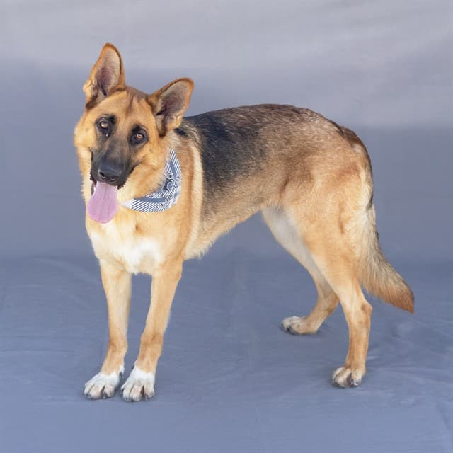 Lisa, a German Shepherd, available for adoption